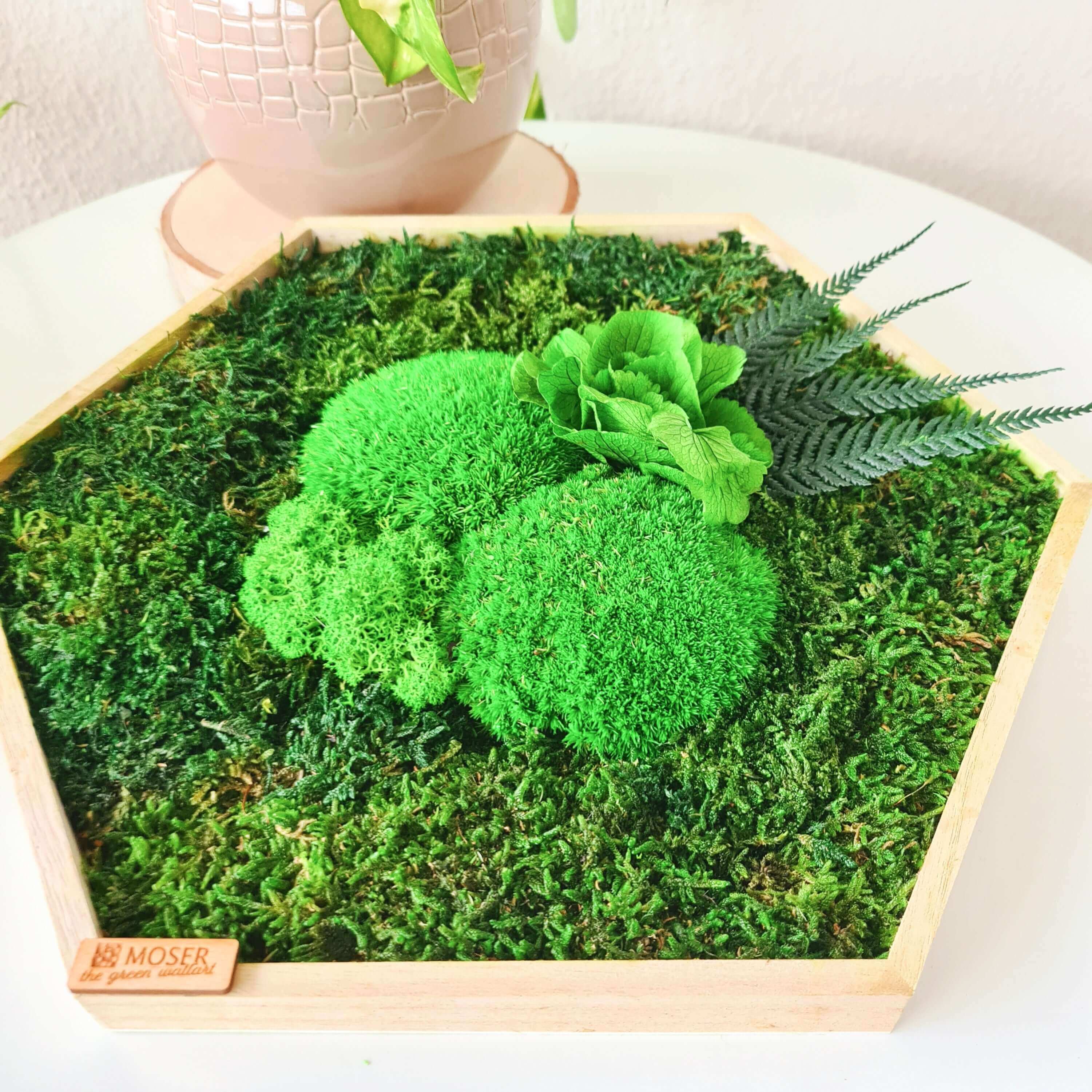 Moosbild Hexagon "Hortensie" im Set 3teilig