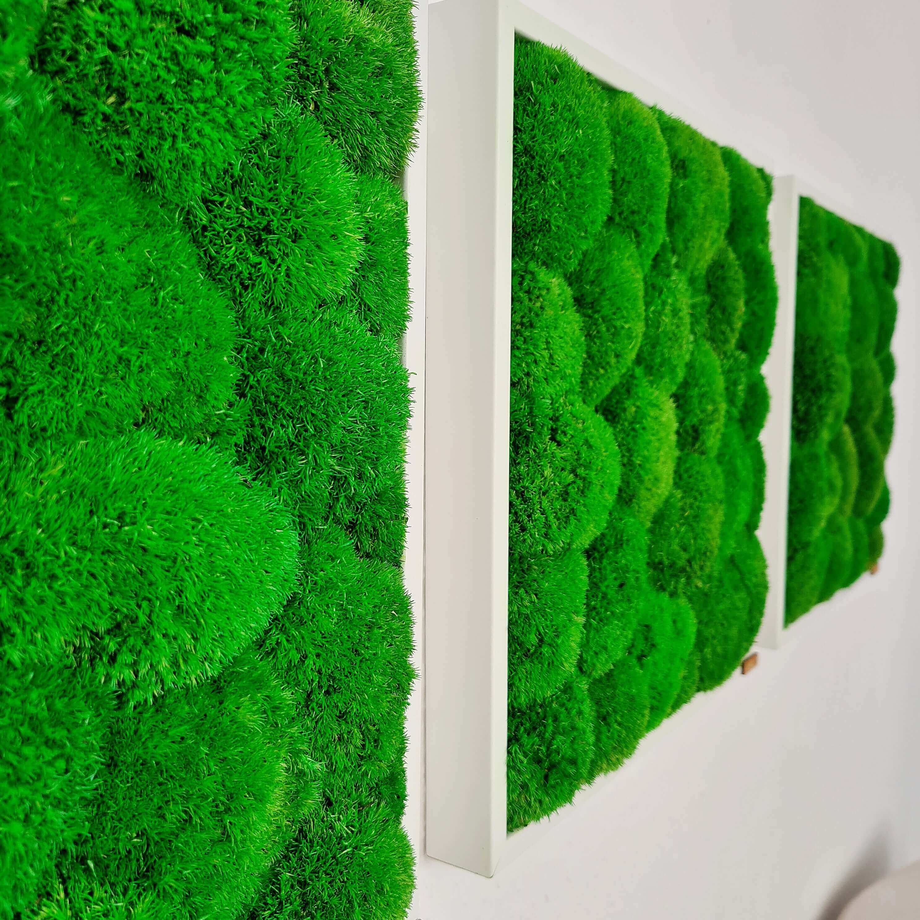 Moosbild 3er-Set, Kugelmoos, im Vollholzrahmen