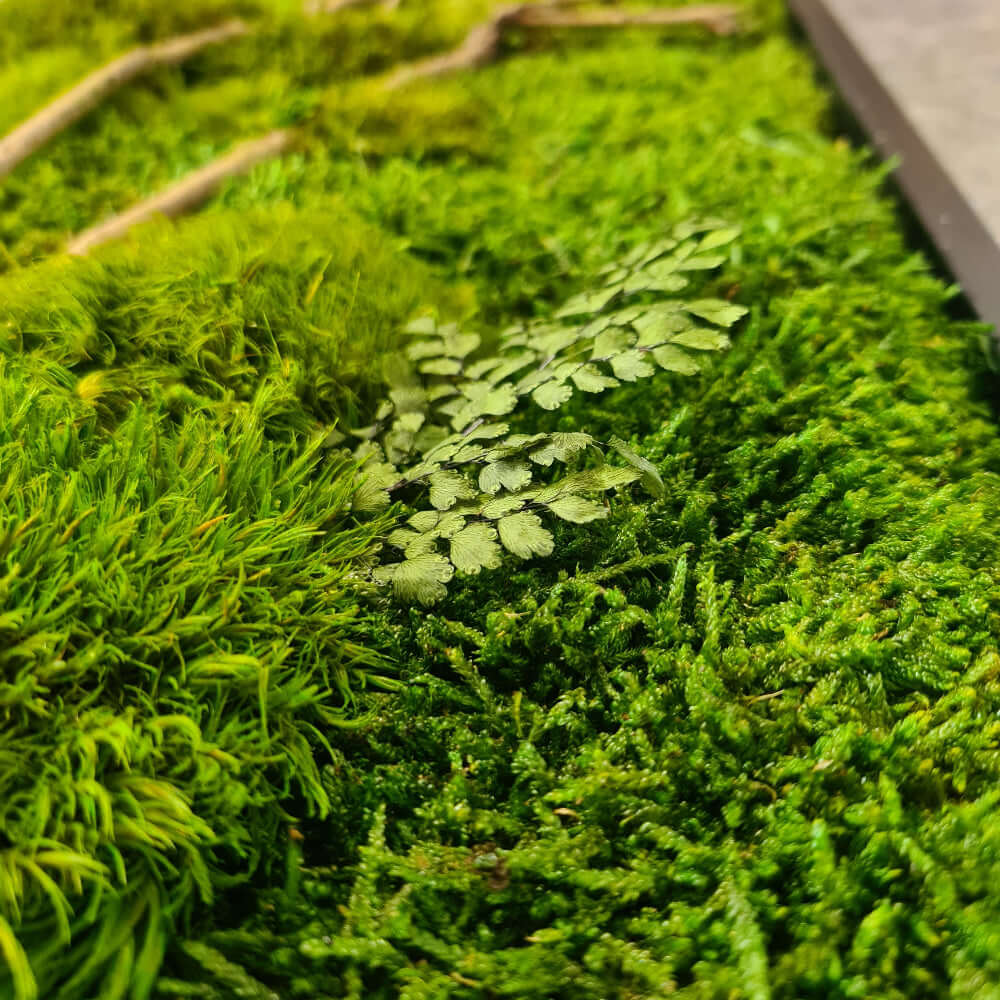 Moosbild Set, Moosbilder mit Holz