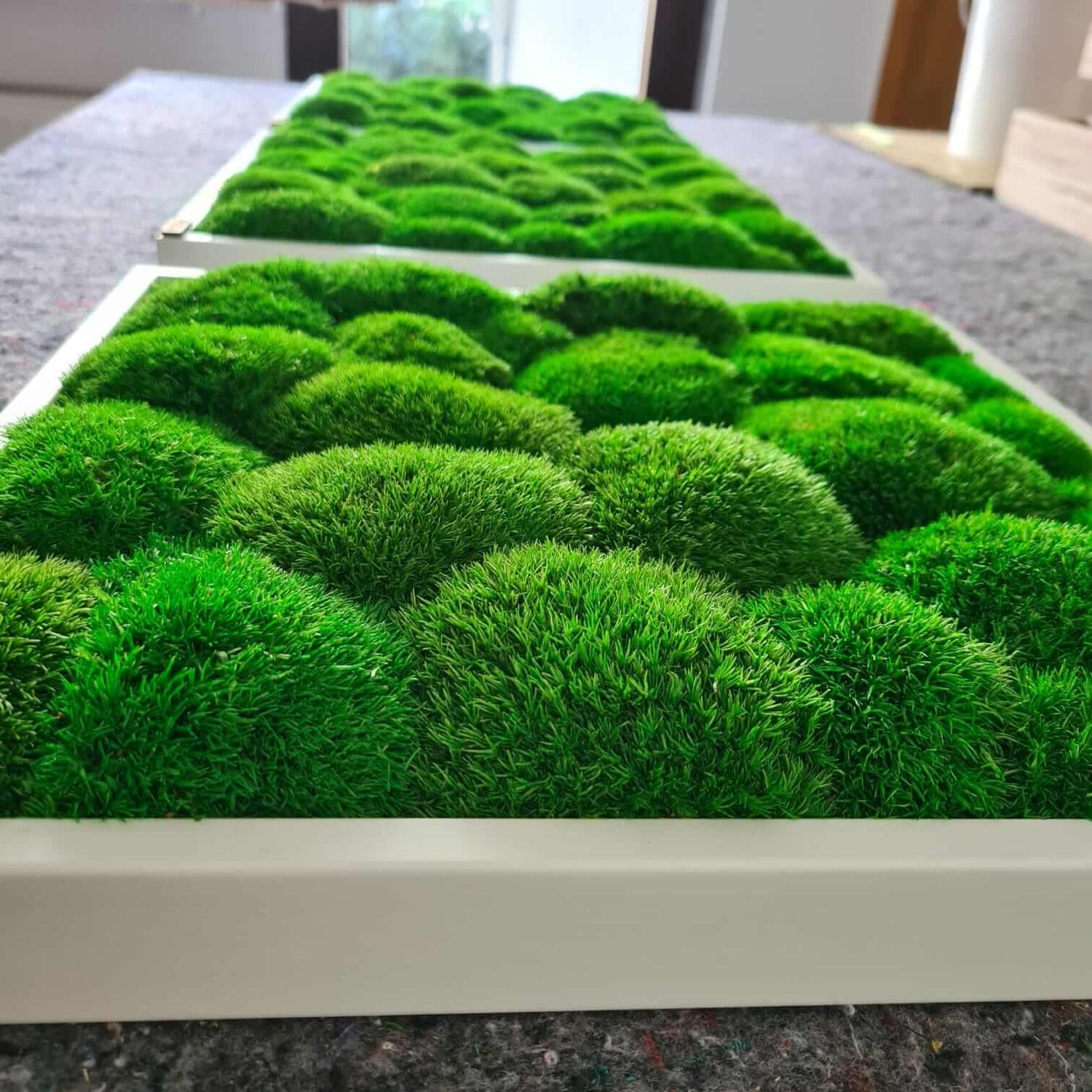 Moosbild 3er-Set, Kugelmoos, im Vollholzrahmen