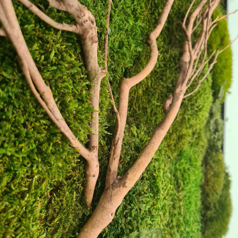 Moosbild mit Holz, Moosbild im Vollholzrahmen