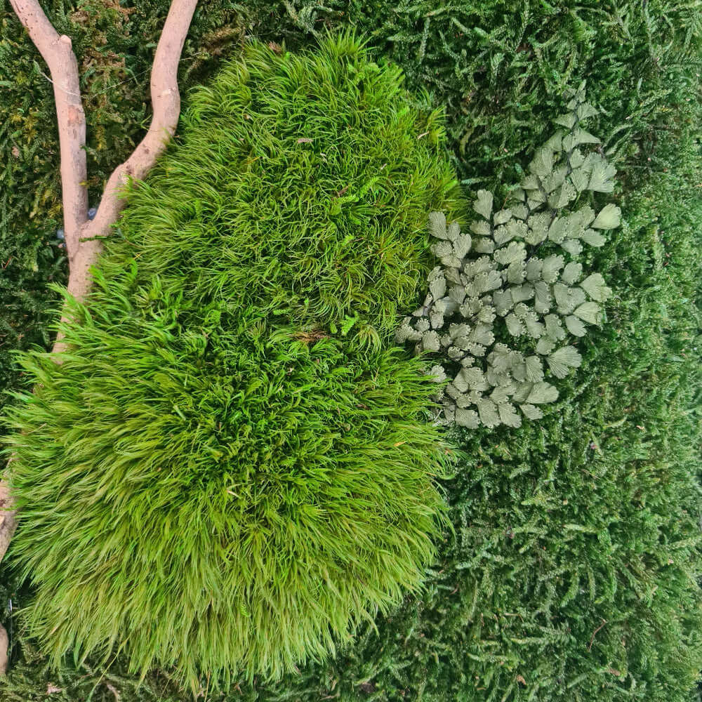 Moosbild mit Holz, Moosbild im Vollholzrahmen