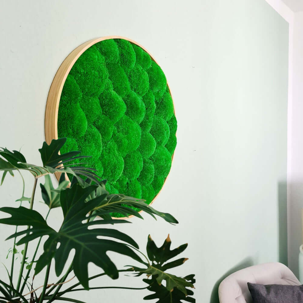 Moosbild rund, Moosbild mit Kugelmoos