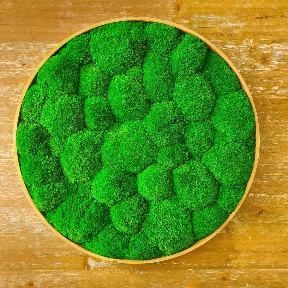 Moosbild rund, Moosbild mit Kugelmoos