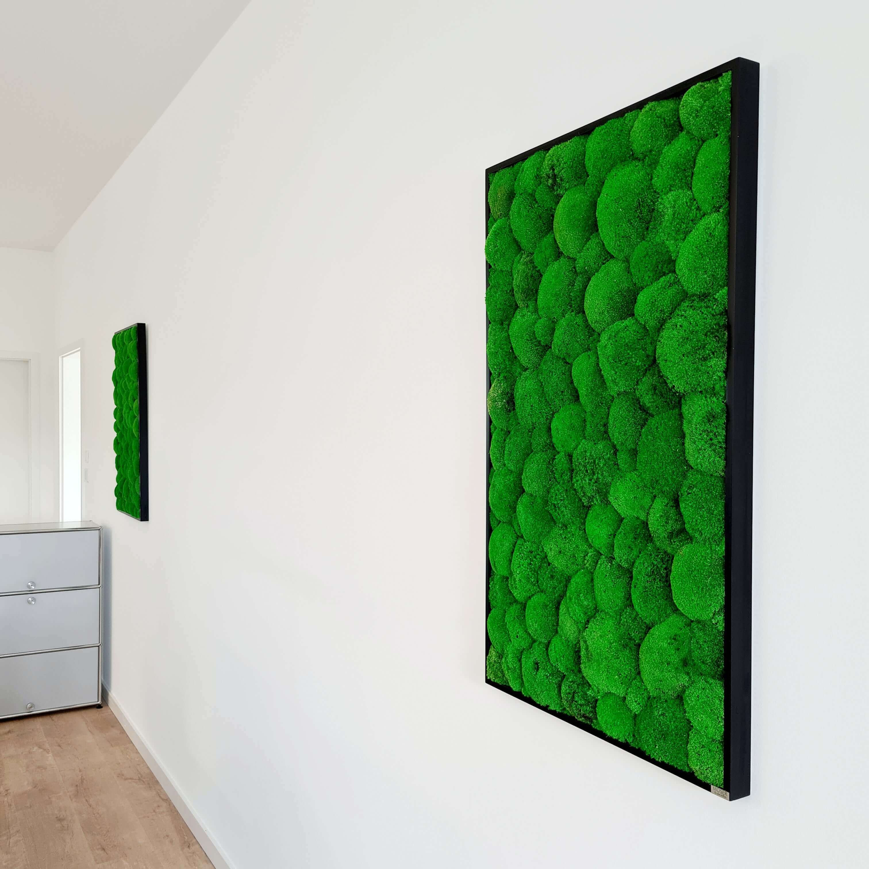 Moosbild mit Kugelmoos