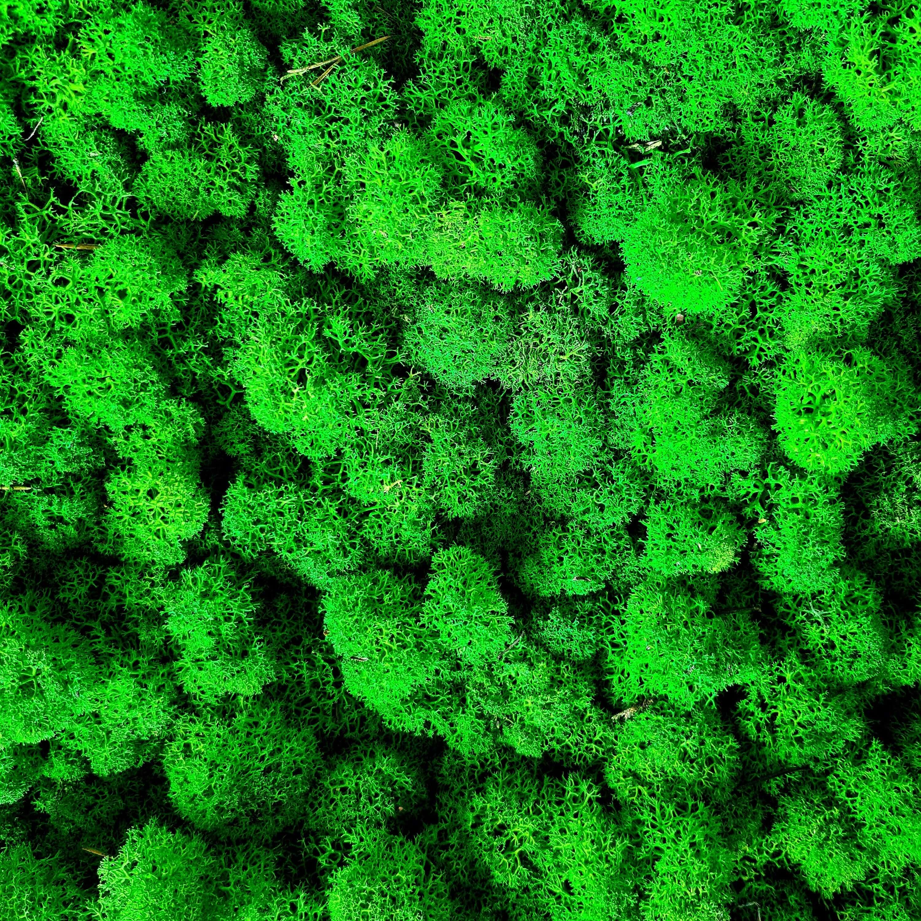 Weltkarte mit Islandmoos