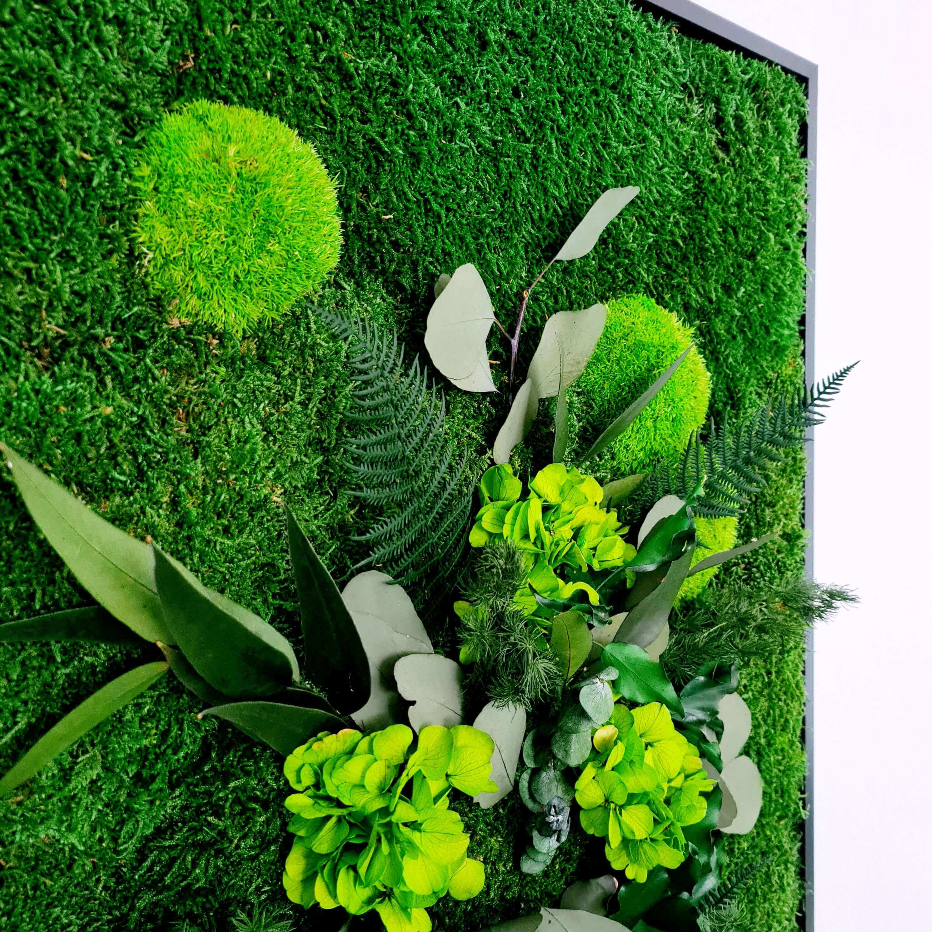 Moss picture, plant picture in solid wood frame