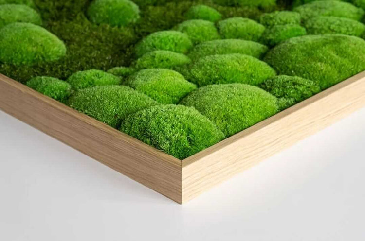 Moss picture, plant picture in solid wood frame