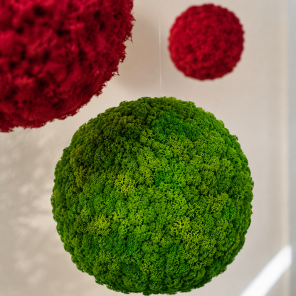 Moosball mit Islandmoos in verschiedenen Farben