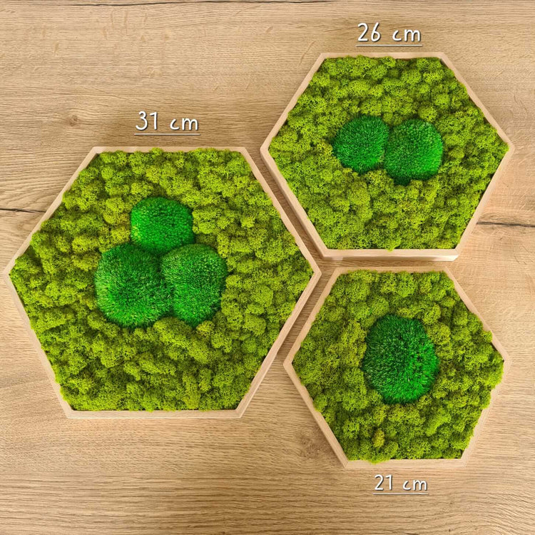 Moosbild Hexagon "Islandmoos" im Set 3teilig