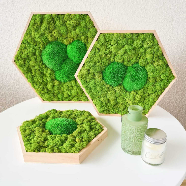 Moosbild Hexagon "Islandmoos" im Set 3teilig