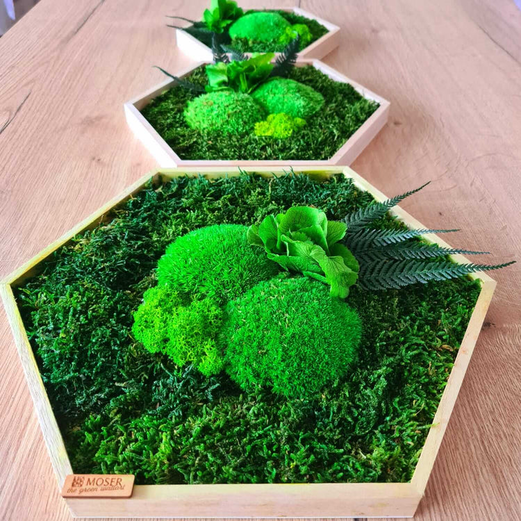 Moss picture hexagon "Hydrangea" in a 3-piece set