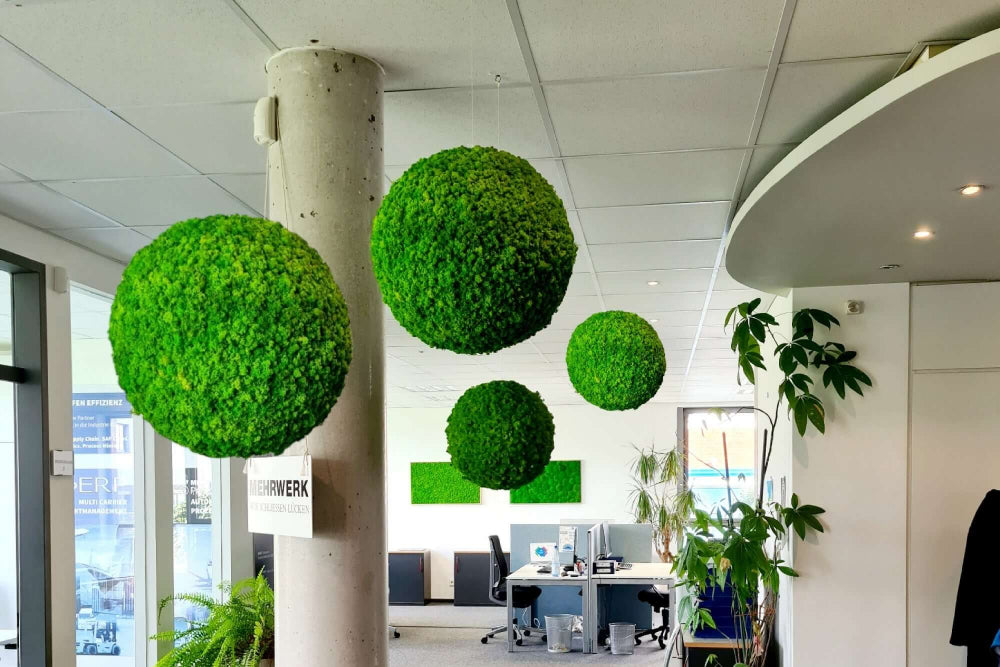 Moosball aus Islandmoos, Deckenbehang, moderner Schallschutz, Moosball in verschiedenen Größen