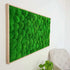 Moosbild mit Kugelmoos im folierten Vollholzrahmen in Eiche Optik, Moosbild rechteckig in der Größe 100x60x4 cm, Moosbild mit Ballenmoos von Moser - the green wallart