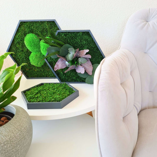 Moss picture hexagon "plants" in a 3-piece set