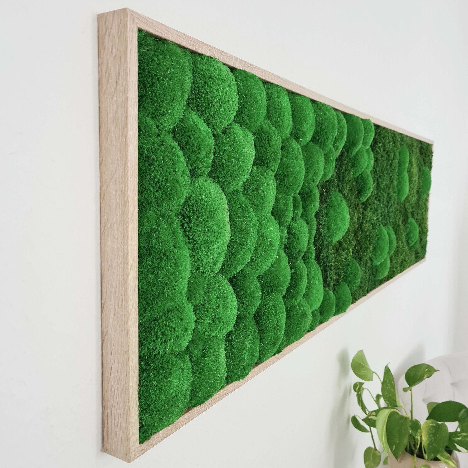 seitliche Detailaufnahme Moosbild Verlauf 140x40x4 cm im folierten Vollholzrahmen in Eiche Optik, vertikal oder horizontal zu hängen von Moser - the green wallart